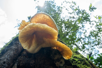 Cuautitl&aacute;n de Garc&iacute;a Barrag&aacute;n