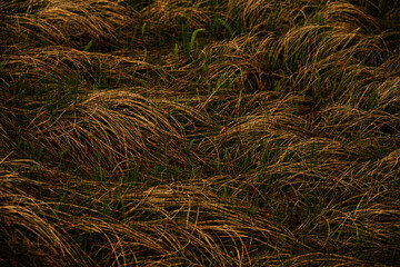 Drooping Brown Grasses