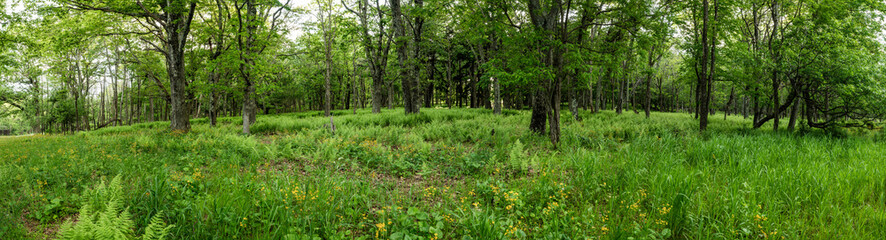 Forest in Shenandoah with Splashes of Golden Ragwort
