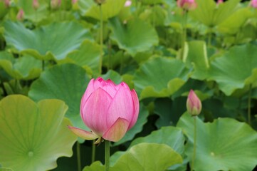 池に咲くハスの花　夏の風景