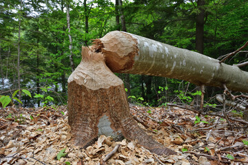 Tree cut by beaver. Beaver damage to forest.