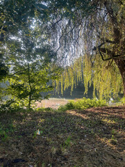 Morning Light Filtering Through the Trees