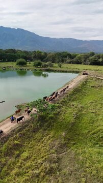 Dron ganado vacas vacuno naturaleza campesinos