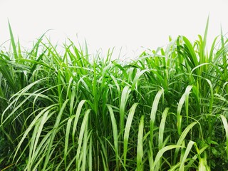 Lush green grass under bright daylight. High-resolution nature background ideal for eco themes, agriculture visuals, and organic design. Freshness of wild tropical vegetation