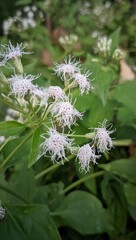 white flowers in a garden