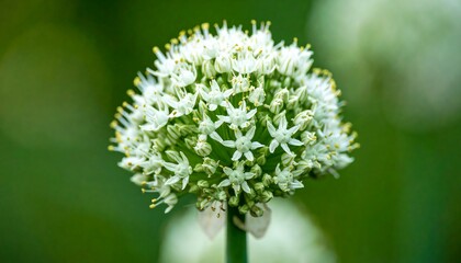 Close-up of a flower cluster