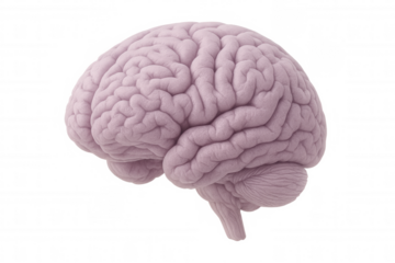Detailed 3d rendering depicting human brain model, transparent background highlighting neurological structures for medical, psychological, cognitive science visualization