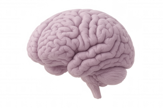 Detailed 3d rendering depicting human brain model, transparent background highlighting neurological structures for medical, psychological, cognitive science visualization