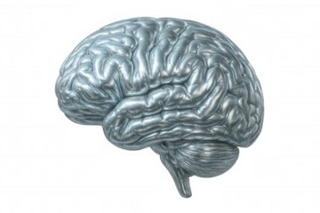Silver anatomical brain model rotating on transparent background, symbolizing artificial intelligence and advanced technology