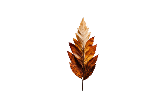 Autumn leaf displays gradient color variation in the center of a stark background.