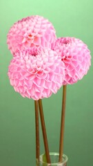 Three pink dahlia blooms against mint green