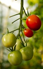 Autumn joys - the harvest of tomatoes on the bush, close-up. Vertical photo, Red and green tomatoes on a branch. Homemade vegetables, sweet food, proper nutrition and vegetarianism