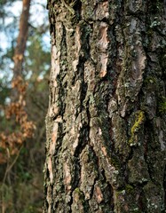 Obraz premium Close-up of tree bark texture