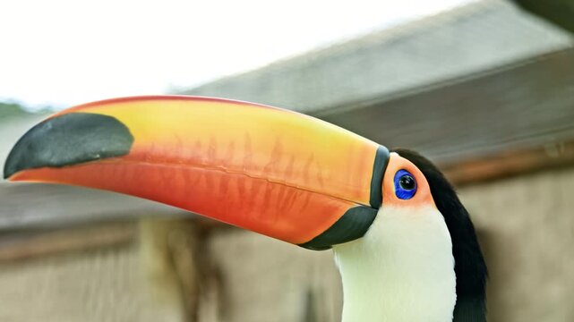 A large toucan with an orange beak sits on a tree branch in an aviary at the zoo. A bird zoo with bright exotic birds.