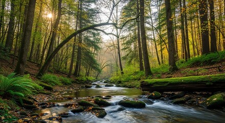 Fototapeta premium Serene Forest Stream for Nature-Themed Projects