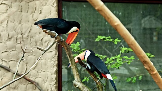 A large toucan with an orange beak sits on a tree branch in an aviary at the zoo. A bird zoo with bright exotic birds.