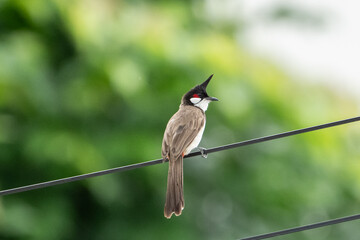 The red-whiskered bulbul (Pycnonotus jocosus) perched on a electric wire.