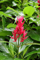 Red flowers on a Brazilian Red Cloak (Megaskepasma erythrochlamys) plant in a tropical garden