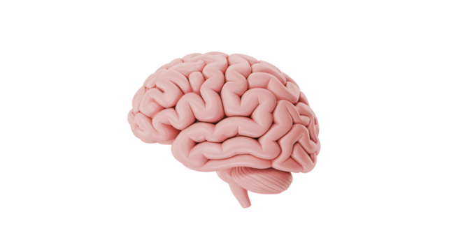 Human brain illustration, perfect for medical, science, and education projects