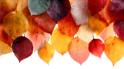 autumn colored fall leaf texture on transparent background overlay