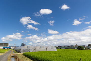 晴天でビニールハウスのある田園風景
