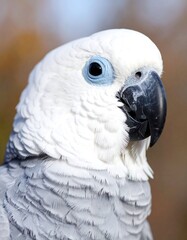 Obraz premium Close-up of a parrot (1)