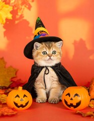 Cute kitten in Halloween costume (1)