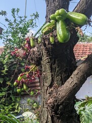 Starfruit tastes very sour and can be used as a cooking ingredient.