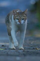 Cat walking on path with focused gaze Taiwan New Taipei City