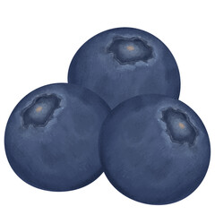 Blueberry Illustrations