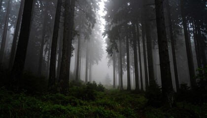 Fototapeta premium Misty Forest Landscape with Tall Pine Trees