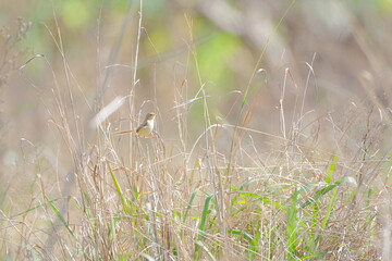Plain Prinia perched on branch with pale brown plumage Taiwan Taipei City