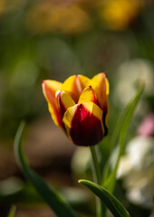 Purple and yellow tulip in a garden
