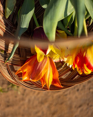 Basket of tulips on a spring day