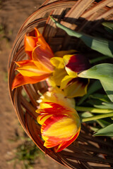 Basket of tulips on a spring day