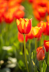 Red and yellow tulips in a garden