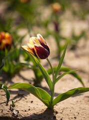 Purple and yellow tulip in a garden