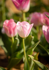 Pink tulips in a garden
