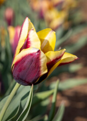Purple and yellow tulip in a garden