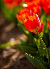 Red tulips in a garden