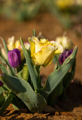 yellow and purple tulips in a garden