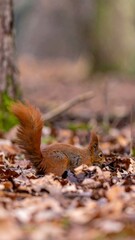 Obraz premium Red squirrel foraging on forest floor, leaves blurred in background