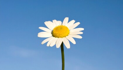 Single daisy against a clear blue sky