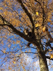 Norwegian Forest Cat sitting in tree
