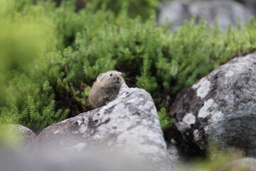 The northern pika (Ochotona hyperborea yesoensis) in Hokkaido, Japan