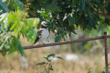 White-vented Myna calling on a rusty pipe in Taipei City