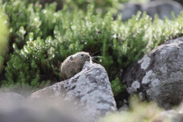 The northern pika (Ochotona hyperborea yesoensis) in Hokkaido, Japan