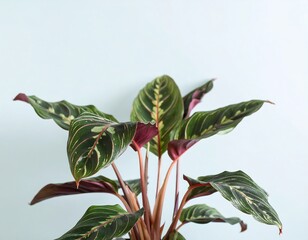 Vibrant houseplant against a light wall