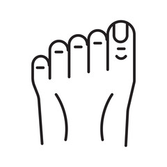 Ideal for medical, anatomical, fitness or podiatry content. Closeup shot of a human foot with all five toes visible.