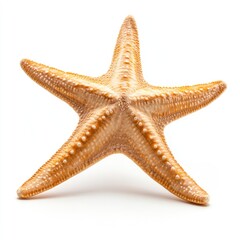 Close-up of a light orange starfish against a white background
